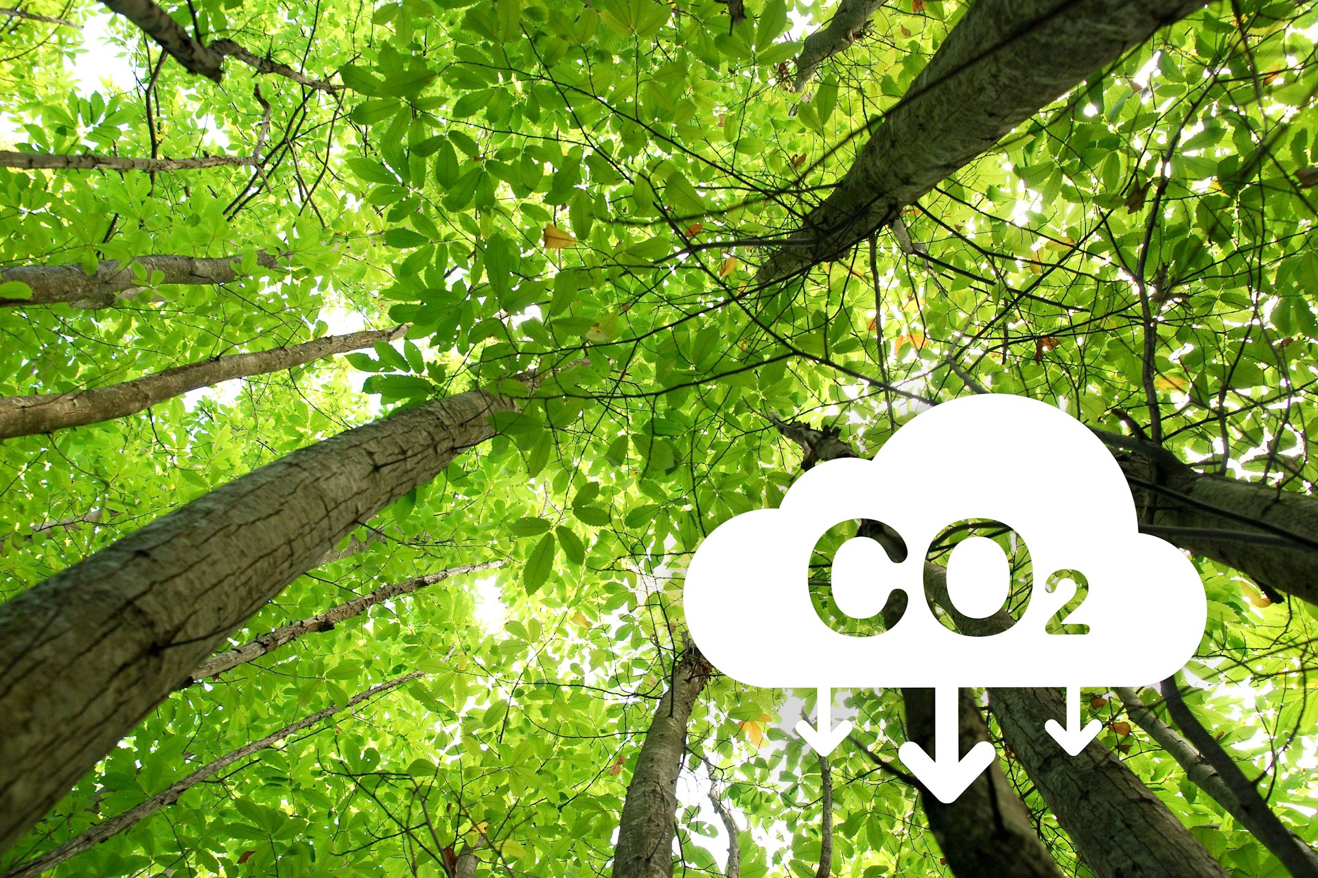 Reducing Your Fleet’s CO2 Emissions: A Practical Guide